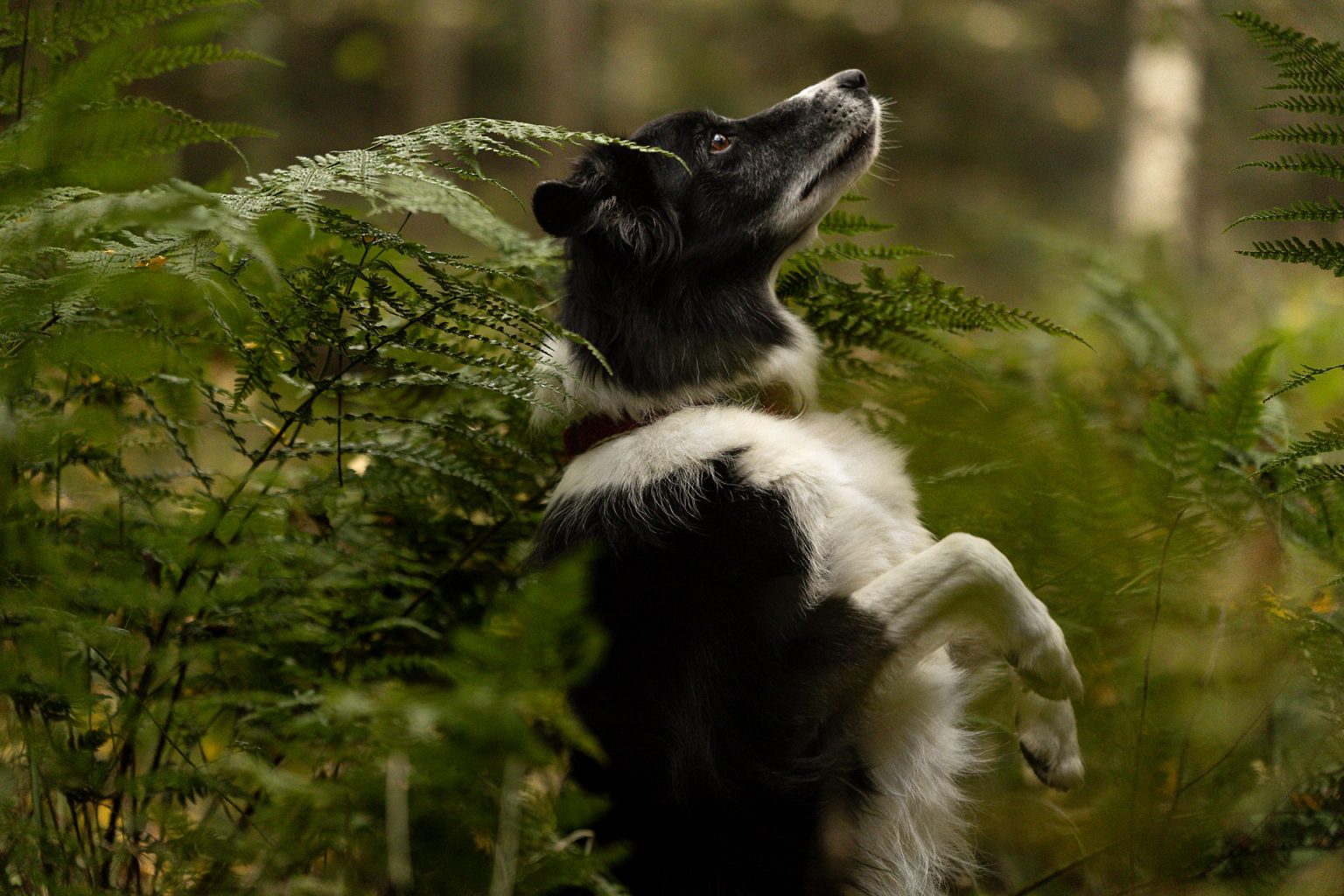 Tierfotografie Hundefoto Boarder Collie schwarz/weiß Männchen machend zwischen Farnblätter
