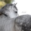 Pferdefotografie Apfelschimmel-Stute Rosie von hinten fotografiert